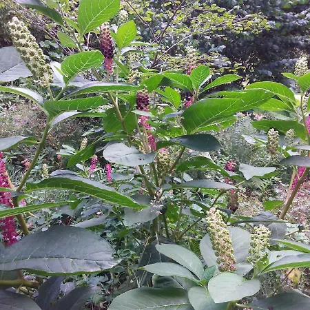 L'orchidee Lassay-les-Chateaux