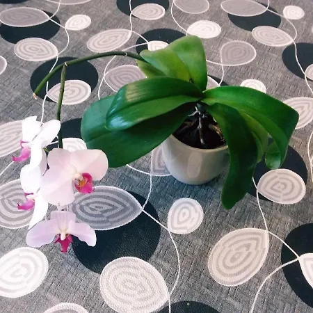 בית נופש L'orchidee *