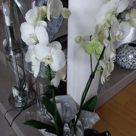 בית נופש L'orchidee Lassay-les-Chateaux