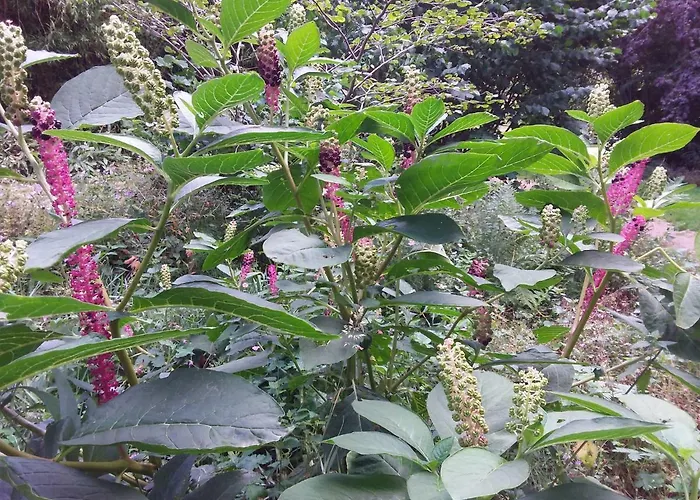 L'orchidee Lassay-les-Chateaux